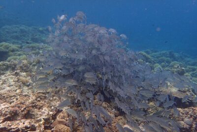 Anilao Snorkel Safari: Explore the Amazing Underwater World