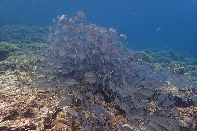 Anilao Snorkel Safari: Explore the Amazing Underwater World - First water stop: Trek Resort and Marine Sanctuary time