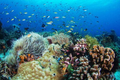 Apo Island Wonders: Snorkel with Sea Turtles in Dumaguete