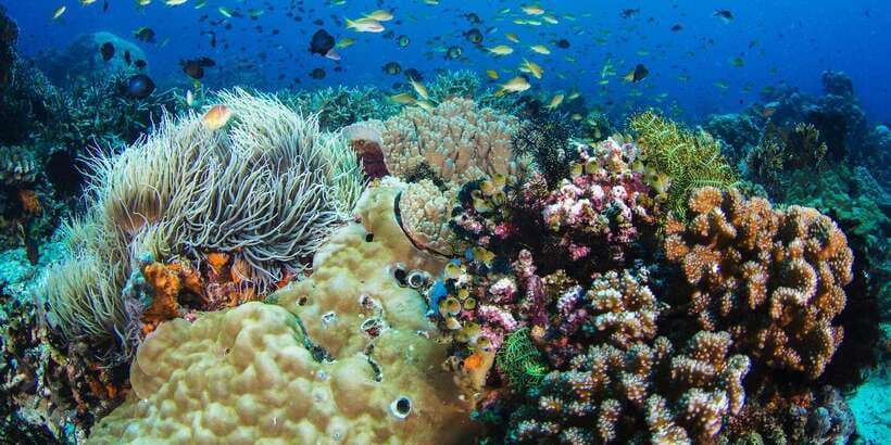 Apo Island Wonders: Snorkel with Sea Turtles in Dumaguete - Coral reefs with a guide: the real value of the staff in the water