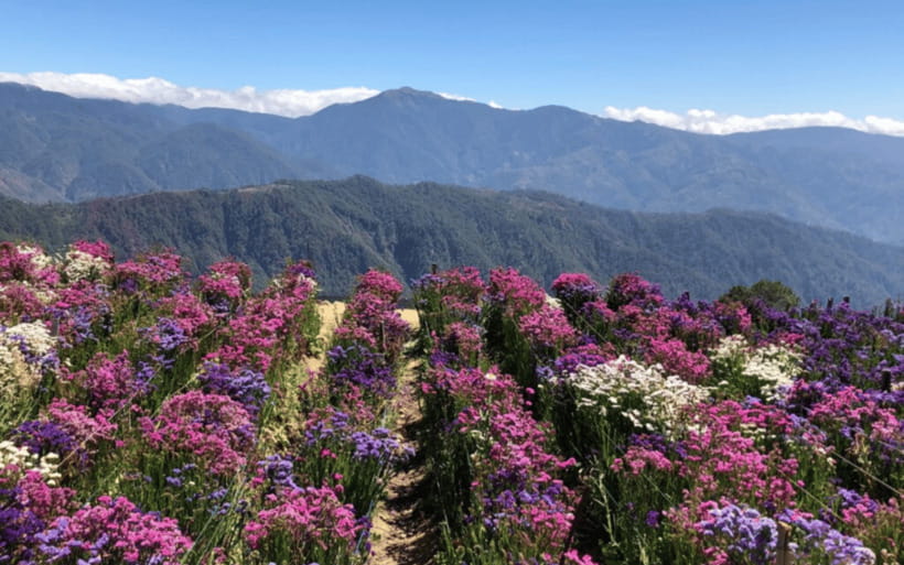 Baguio Atok Flower Blossoms (Private Tour) - Key points before you go