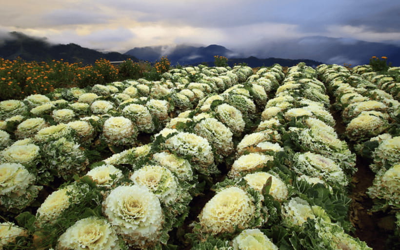Baguio Atok Flower Blossoms (Private Tour) - Atok rose cabbage season and why February matters
