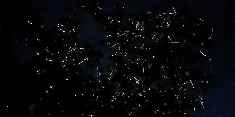 Bohol: Abatan River Firefly Watching Private Tour - Key highlights to know before you go