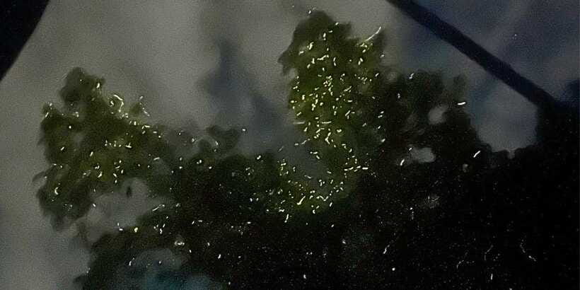 Bohol: Abatan River Firefly Watching Private Tour - The van ride: comfort matters more than you think