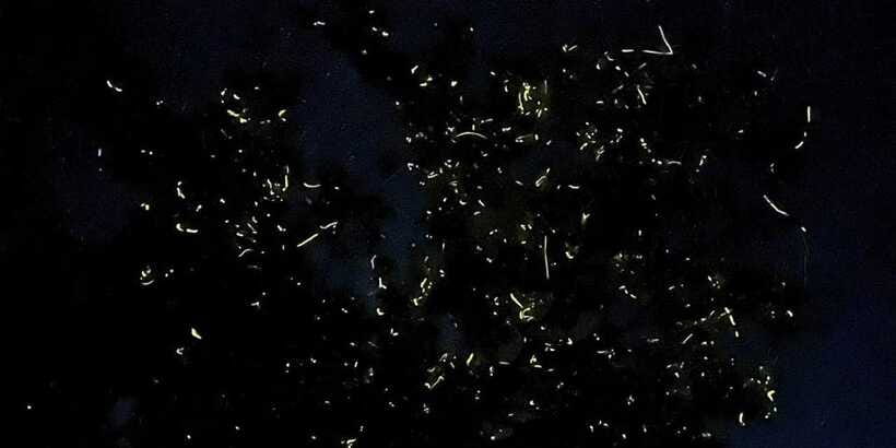Bohol: Abatan River Firefly Watching Private Tour - Photo help at every stop, and why that is more valuable than it sounds