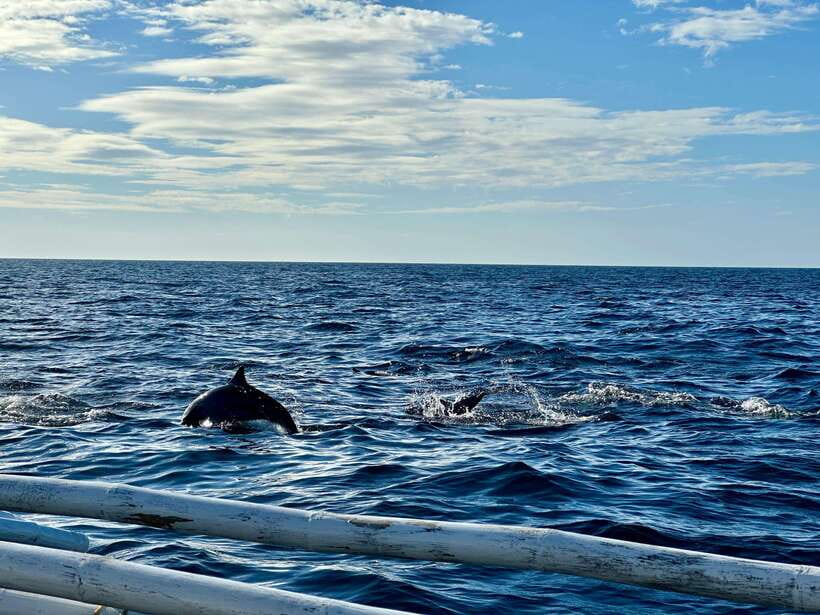 Bohol Balicasag Is Private Tour and Dolphin Watching - Key points worth knowing before you go