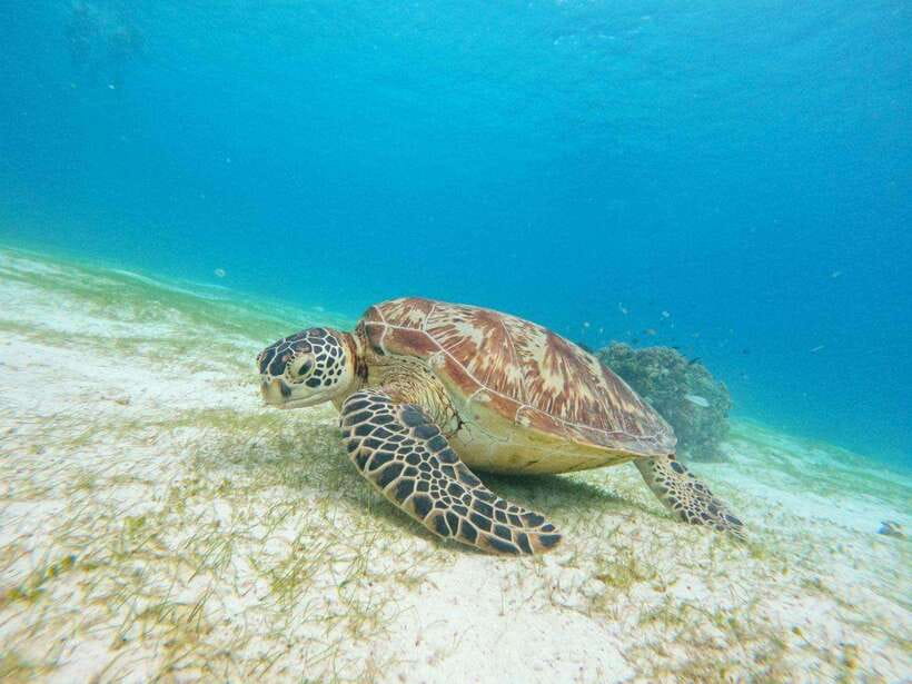Bohol: Boat Tour to Sandbar and Snorkeling with Turtles - Getting There From Panglao: Pickup Limits and the Beach You Board From
