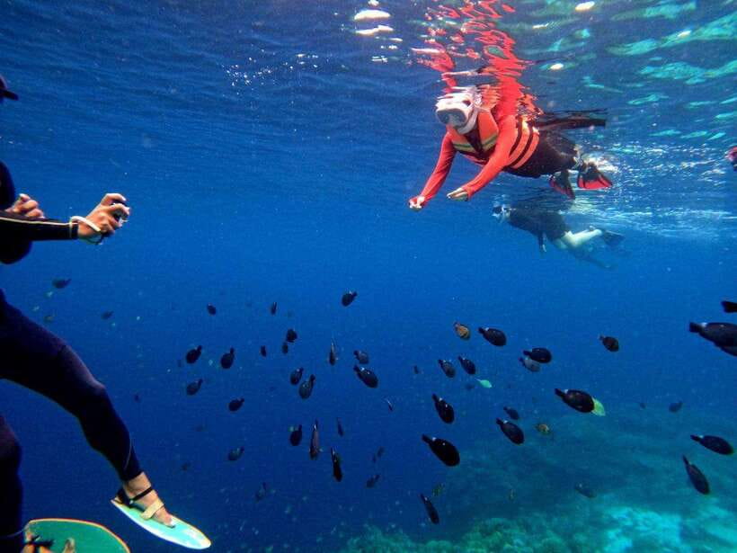 Bohol: Boat Tour to Sandbar and Snorkeling with Turtles - Turtle Sanctuary Time: Close Views With Real Rules