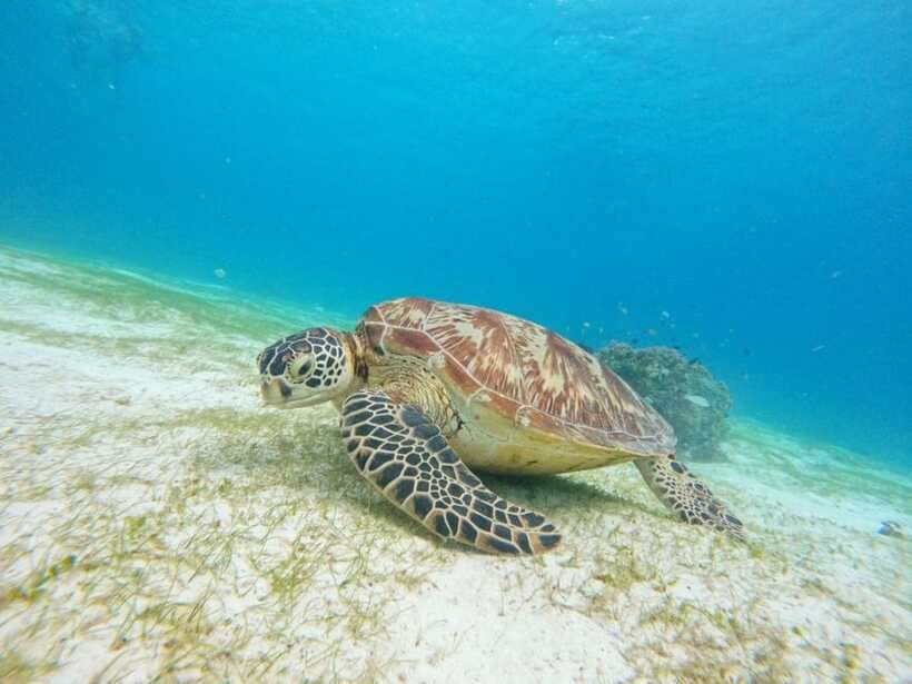 Bohol: Boat Tour to Sandbar and Snorkeling with Turtles - The Real Day-to-Day Flow: Crowd Limits, Tide Changes, and Comfort Tips