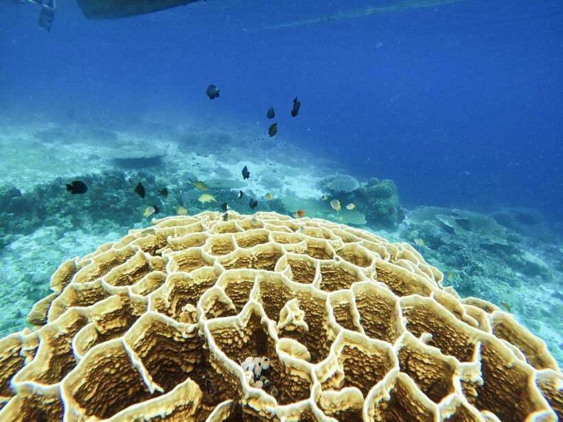 Bohol: Boat Tour to Sandbar and Snorkeling with Turtles - Who Should Book This Turtle-and-Sandbar Tour (and Who Should Skip)