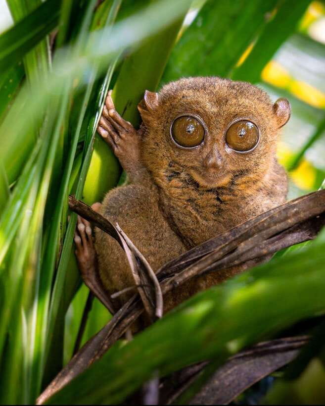 Bohol: Budget Chocolate Hills & Tarsiers -Backpacker Special - Key things to know before you go
