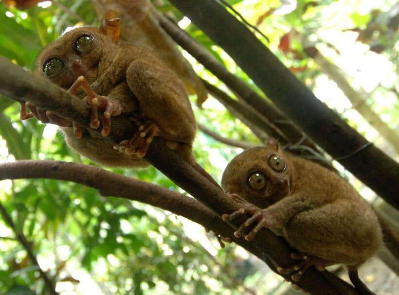 Bohol: Choco Tour + Loboc River Lunch Buffet + ATV Adventure - A countryside day in Bohol: icons, off-road riding, and a river lunch