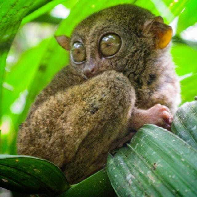 Bohol Choco Tour with Loboc River Lunch (Shared Tour) - Tarsier Sanctuary: short visit, big personality