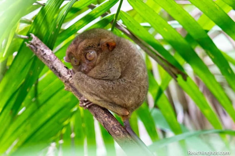 Bohol: Chocolate Hills, Tarsier, and Loboc River Tour - Key things that make this Bohol tour worth your time