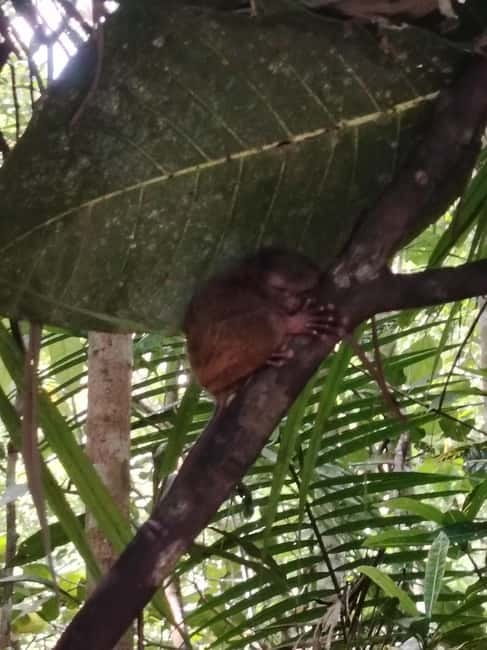 BOHOL: Chocolate Hills, Tarsiers and Loboc River Day Tour - Stop 6: Baclayon Church, closing with culture and calm