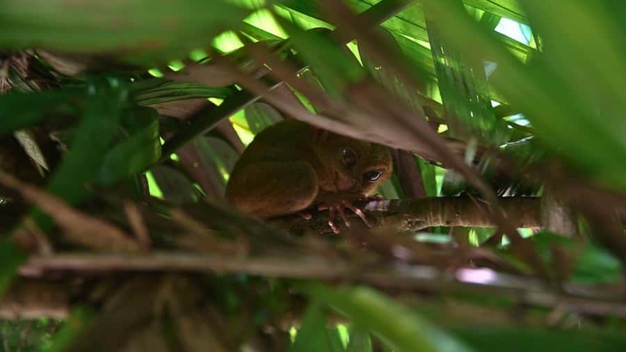 Bohol: Chocolate Hills, Tarsiers, & Loboc River Tour - Key things that make this Bohol tour worth your time