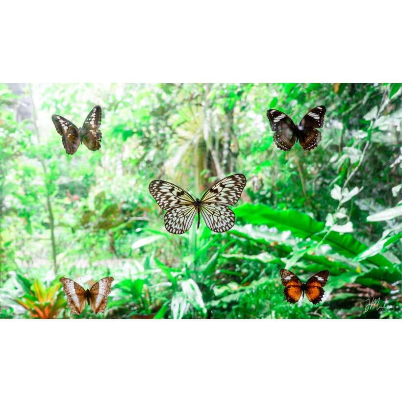 Bohol: Chocolate Hills Tour - Lunch and the Loboc River floating option