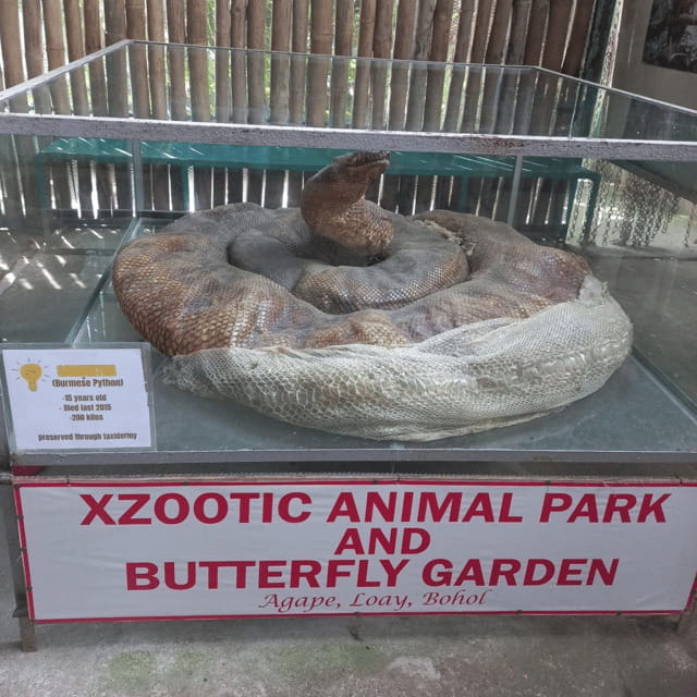 Bohol Chocolate Hills Tour with Loboc River Lunch Buffet - Xzootic Animal Park plus Man-Made Forest and the reality check on wildlife stops