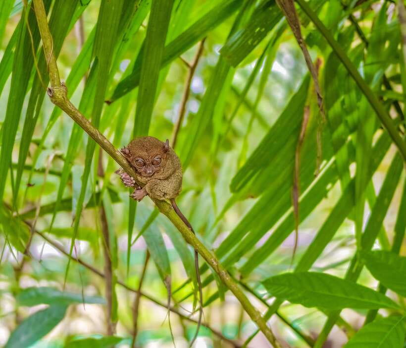Bohol Countryside Private Tour From Cebu City - A Best-of Bohol Day That Actually Moves
