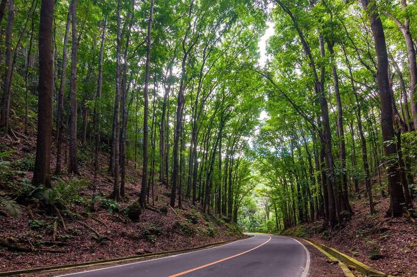 Bohol: Countryside Tour with Loboc (Buffet Lunch) - Key highlights you will actually care about