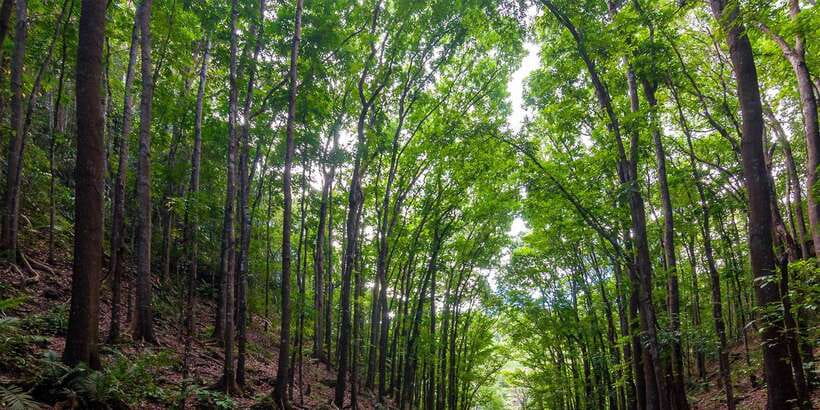 Bohol: Countryside Tour with Loboc (Buffet Lunch) - Optional ATV riding: fun, but plan for mess
