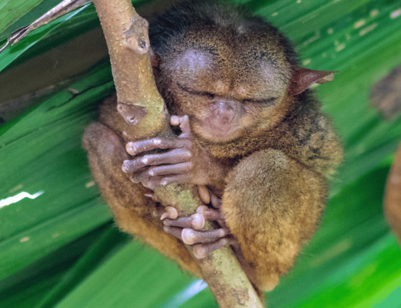 Bohol: Countryside Tour with Tarsiers and Chocolate Hills - Tarsier Sanctuary: small primate, big eyes, real conservation angle