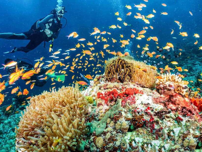 Bohol: Discover Scuba Diving - No Experience Needed - The 3-Hour Flow: Theory, Shallow Skills, Then a Guided Ocean Session