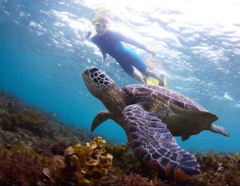 Bohol: Dolphin Watching & Sea Turtle Swim Island Tour - Key things I think you should know