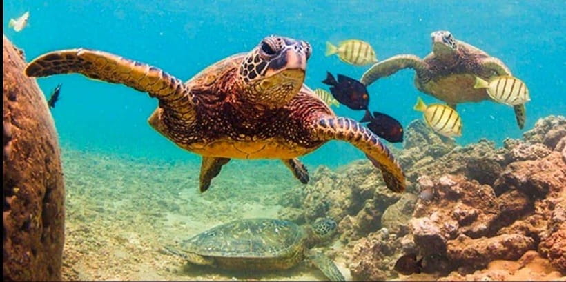 Bohol: Dolphin Watching & Sea Turtle Swim Island Tour - Gear, Comfort Tips, and Boat Noise (You Will Hear It)
