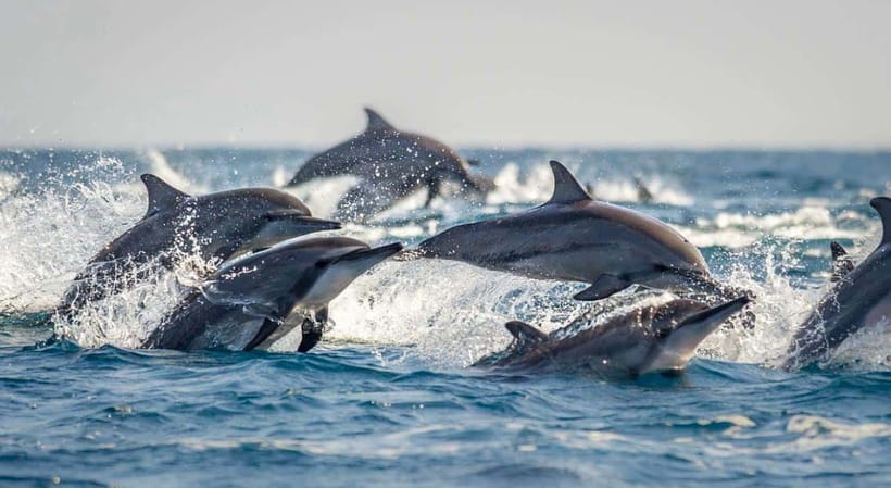 Bohol: Dolphin Watching & Sea Turtle Swim Island Tour - Price Value at $49 Plus the ₱500 Environmental Fee