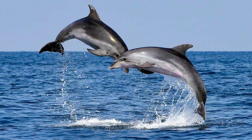 Bohol: Dolphin Watching & Sea Turtle Swim Island Tour - Who This Tour Suits Best (And Who Might Want to Choose Another Day)