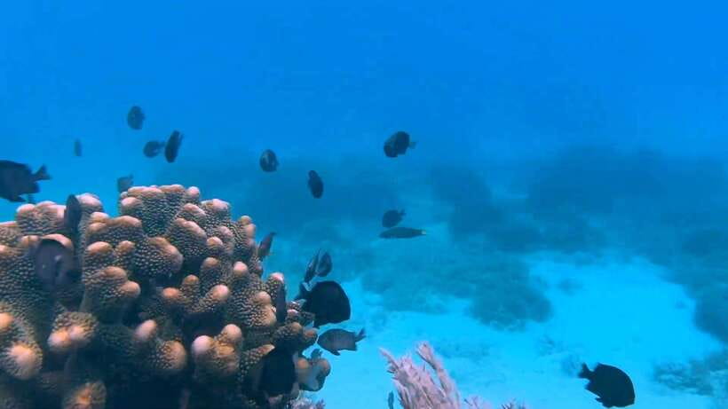 Bohol: Dolphin Watching & Snorkeling at Balicasag Island - Dolphin watching near Balicasag: early light, real behavior, no guarantees