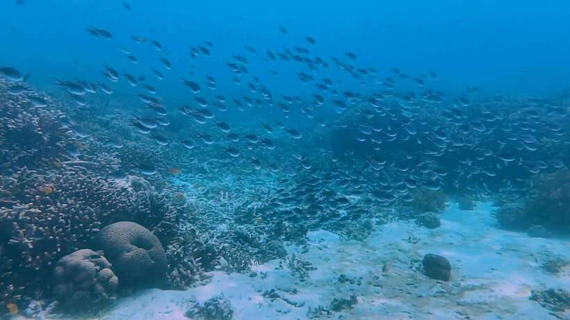 Bohol: Dolphin Watching & Snorkeling at Balicasag Island - Balicasag snorkeling for turtles and reef fish