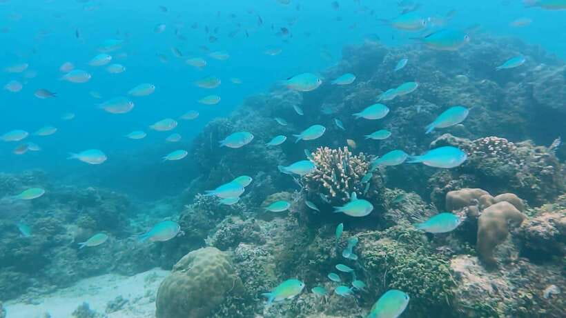Bohol: Dolphin Watching & Snorkeling at Balicasag Island - Lunch options: what you get on private tours versus shared days