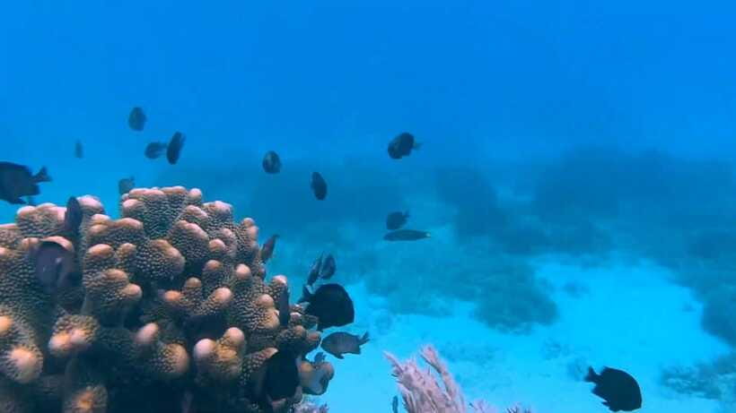 Bohol: Dolphin Watching & Snorkeling at Balicasag Island - Price and value: is $45 a fair deal for this type of day?