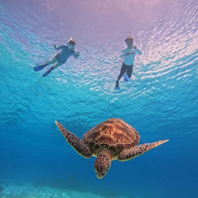 BOHOL: Dolphin Watching, Turtle Swim and Party Boat - Key highlights worth your attention