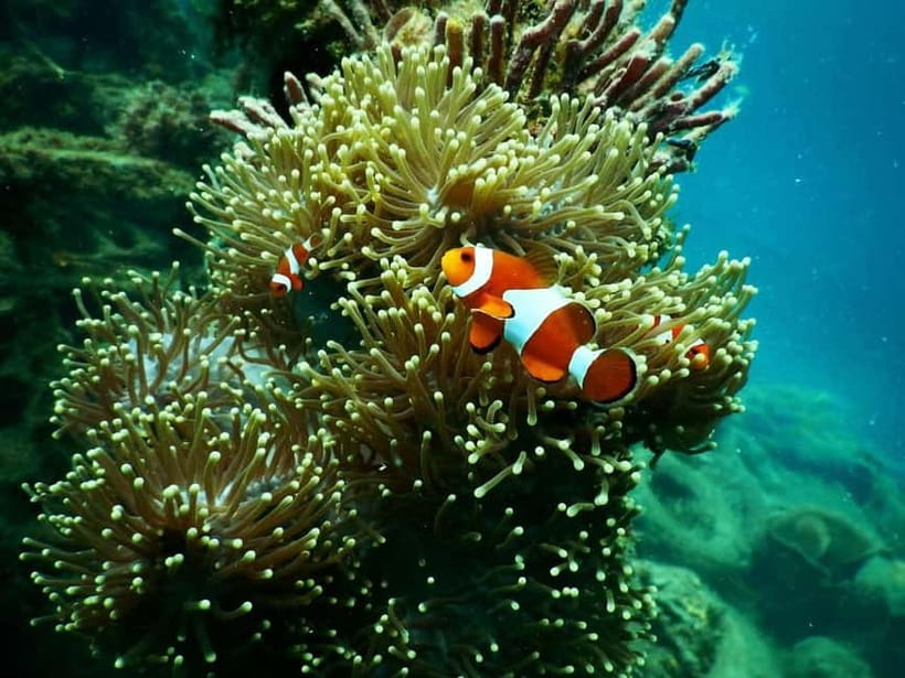 BOHOL: Dolphin Watching, Turtle Swim and Party Boat - What to bring, what’s provided, and how to avoid the usual headaches