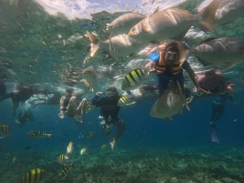 BOHOL: Dolphin Watching, Turtle Swim and Party Boat - Is Balicasag for beginners? A reality check before you book