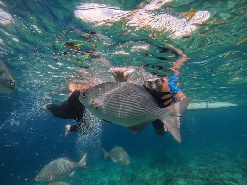 BOHOL: Dolphin Watching, Turtle Swim and Party Boat - Should you book this Bohol dolphin watching and turtle swim day?