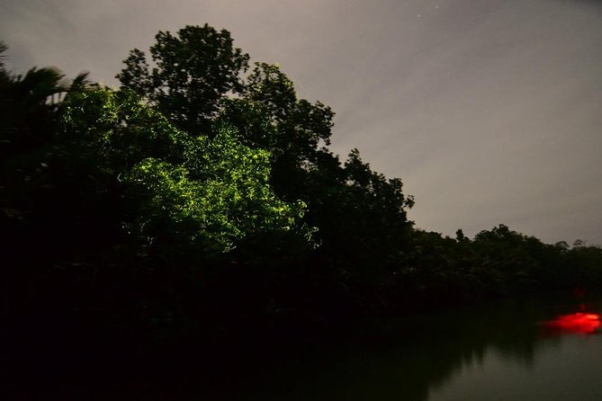 Bohol Firefly Watching (Private) - Why the Abatan River Fireflies Feel Like a Nighttime Ballet