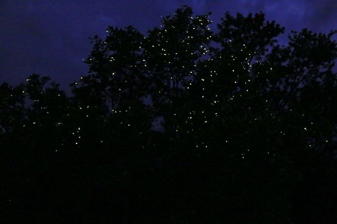 Bohol Firefly Watching (Private) - Price and Logistics: Pickup Timing, Private Boat Reality Check