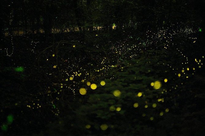 Bohol Firefly Watching (Private) - How Long You’re Actually Kayaking (and Why That’s a Good Thing)