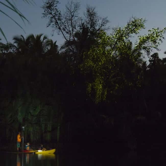 Bohol: Firefly Watching Shared Tour - Entering Bohol’s Firefly Night, One Quiet River at a Time