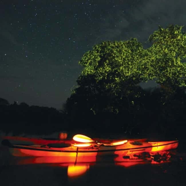 Bohol: Firefly Watching Shared Tour - What Your English Guide Teaches, and Why It Changes the Experience