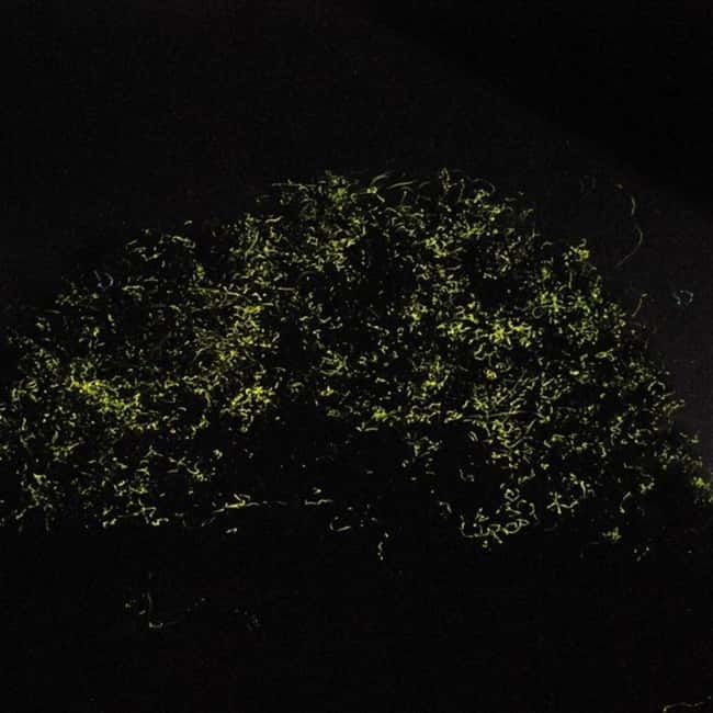 Bohol: Firefly Watching Shared Tour - The River Part: Two Hours of Watching Fireflies Light Up the Mangroves
