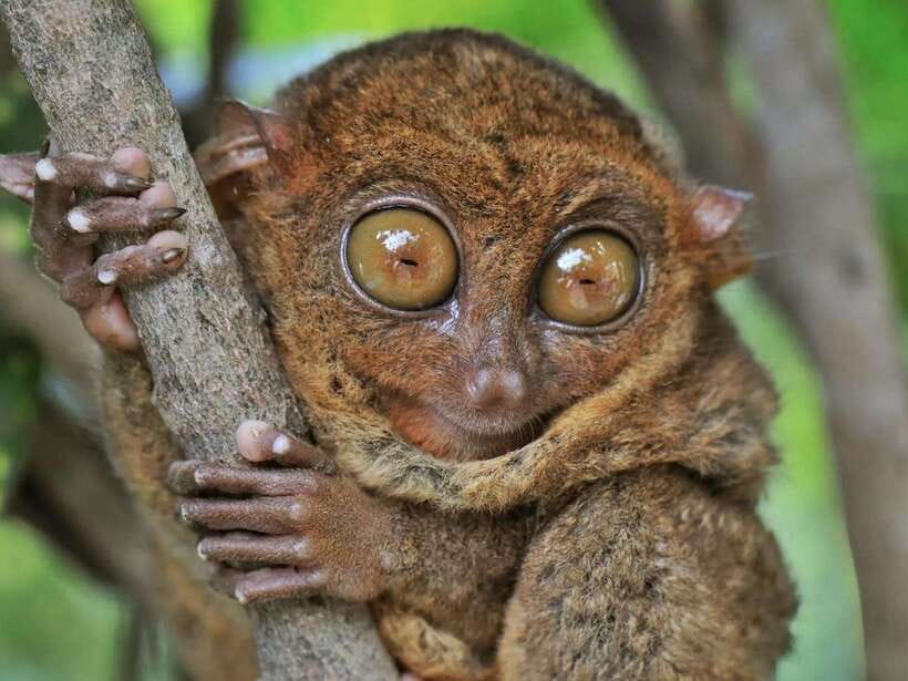 Bohol: Guided Chocolate Hills & Tarsiers Tour - Who should book this Bohol guided loop?
