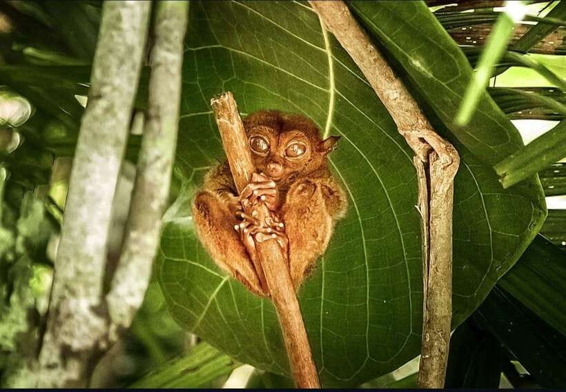 Bohol: Guided Chocolate Hills & Tarsiers Tour - How the van ride and meeting points keep the day from falling apart