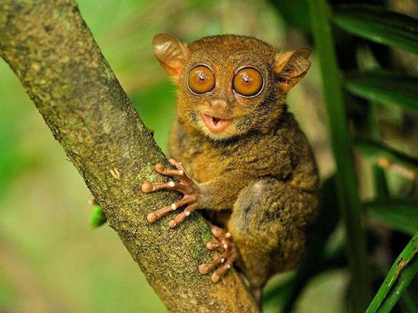 Bohol: Guided Chocolate Hills & Tarsiers Tour - Man-Made Forest: The Mahogany Tunnel Moment