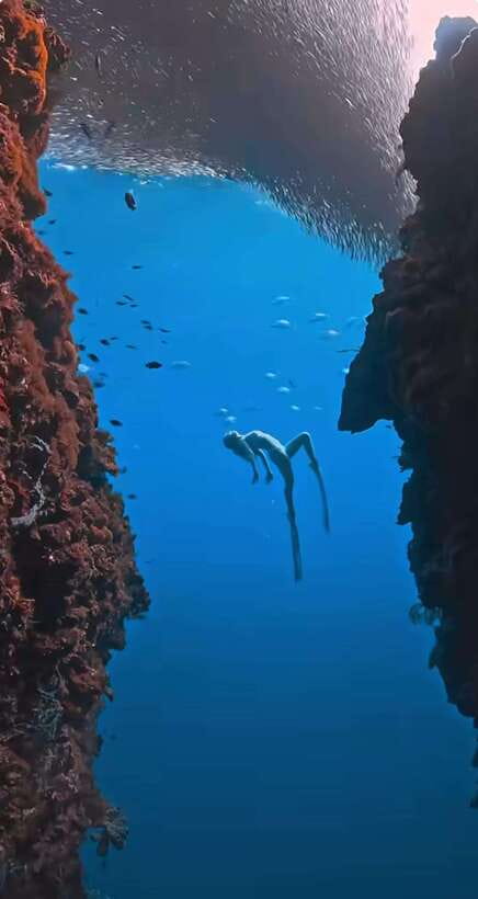Bohol: Guided Sardine Reef Snorkeling Experience - Your 4-hour flow: pickup, safety check, the snorkeling window, and wrap-up time