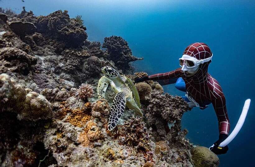Bohol: Guided Sardine Reef Snorkeling Experience - The sardine reef experience itself: what the water is likely to feel like